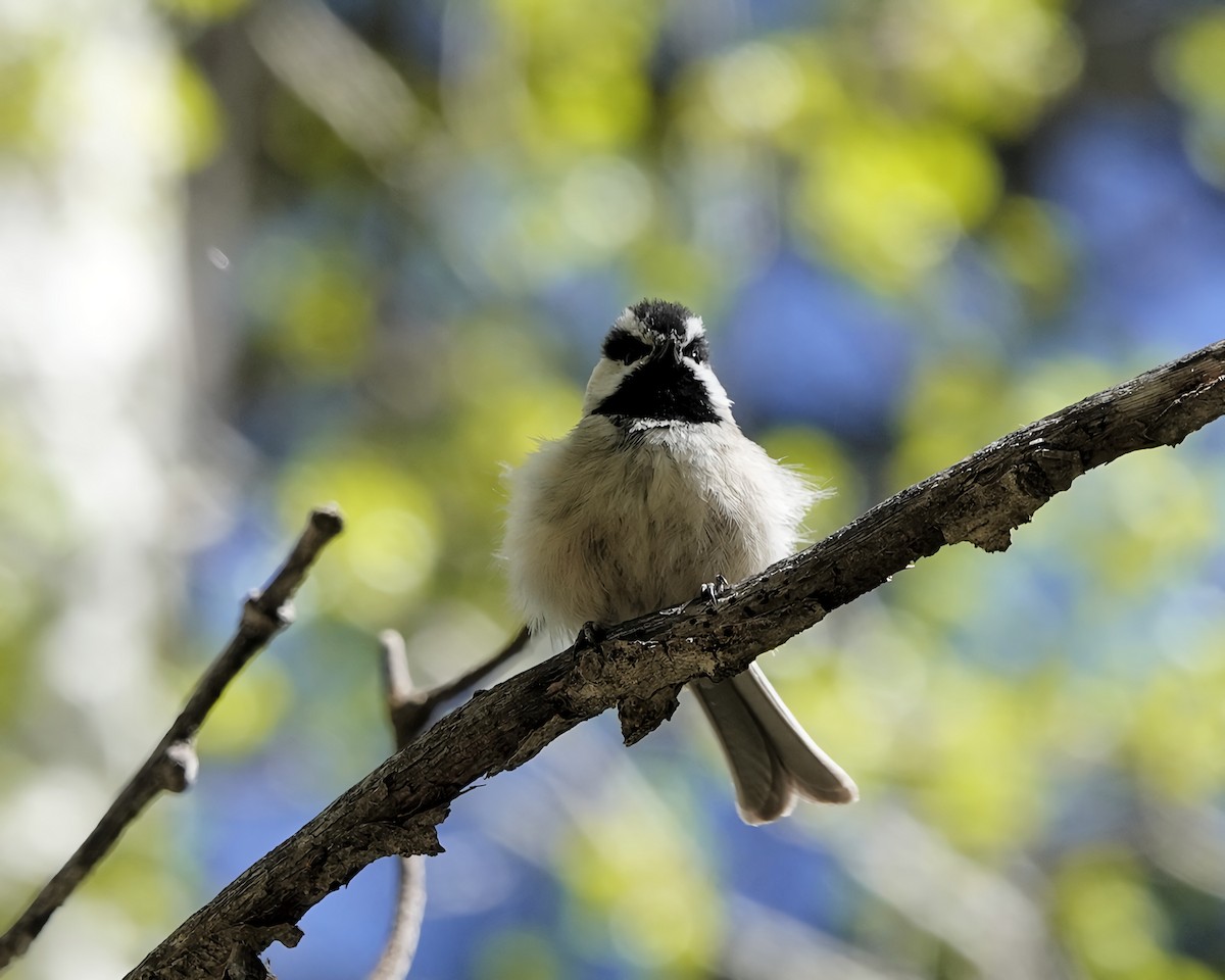 Mountain Chickadee - ML571436821