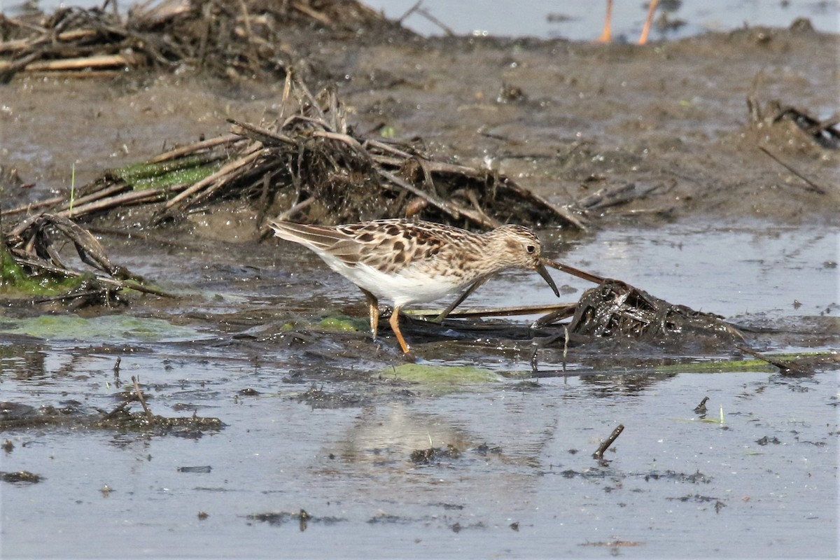 Least Sandpiper - ML571437761