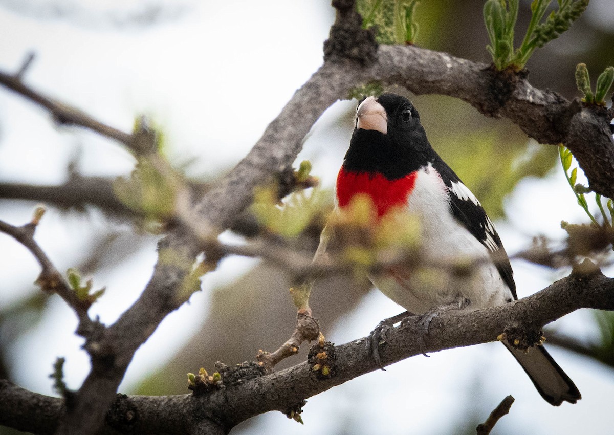 Rose-breasted Grosbeak - ML571437921