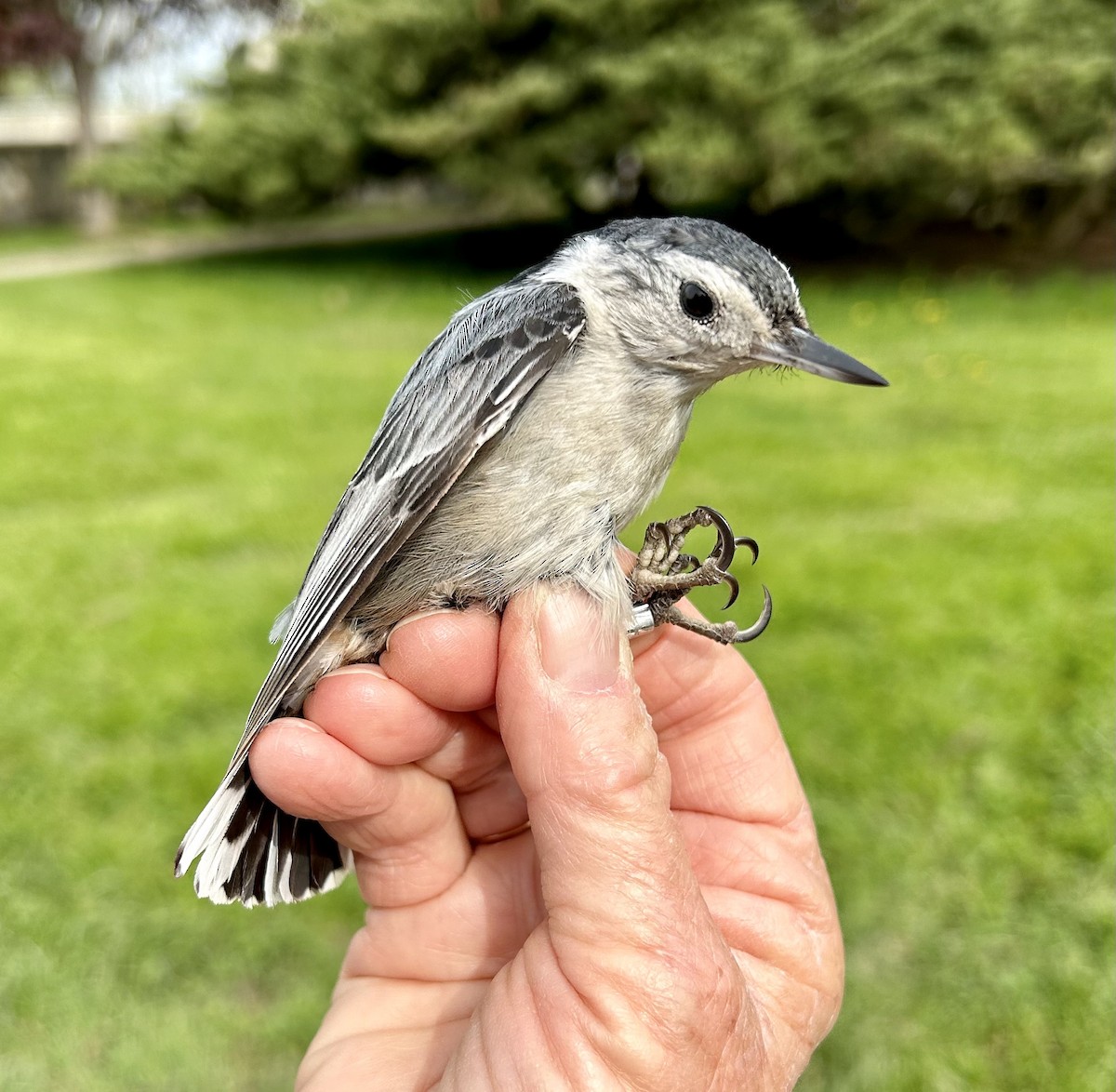 White-breasted Nuthatch - ML571438021