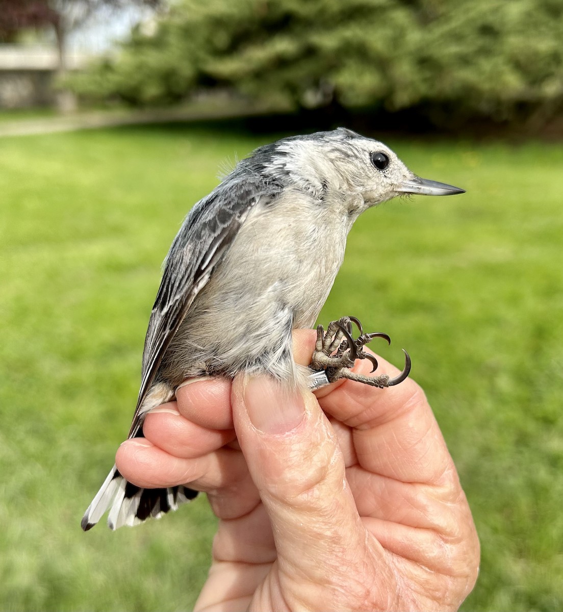 White-breasted Nuthatch - ML571438031