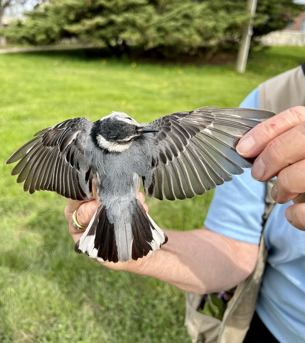 White-breasted Nuthatch - ML571438041