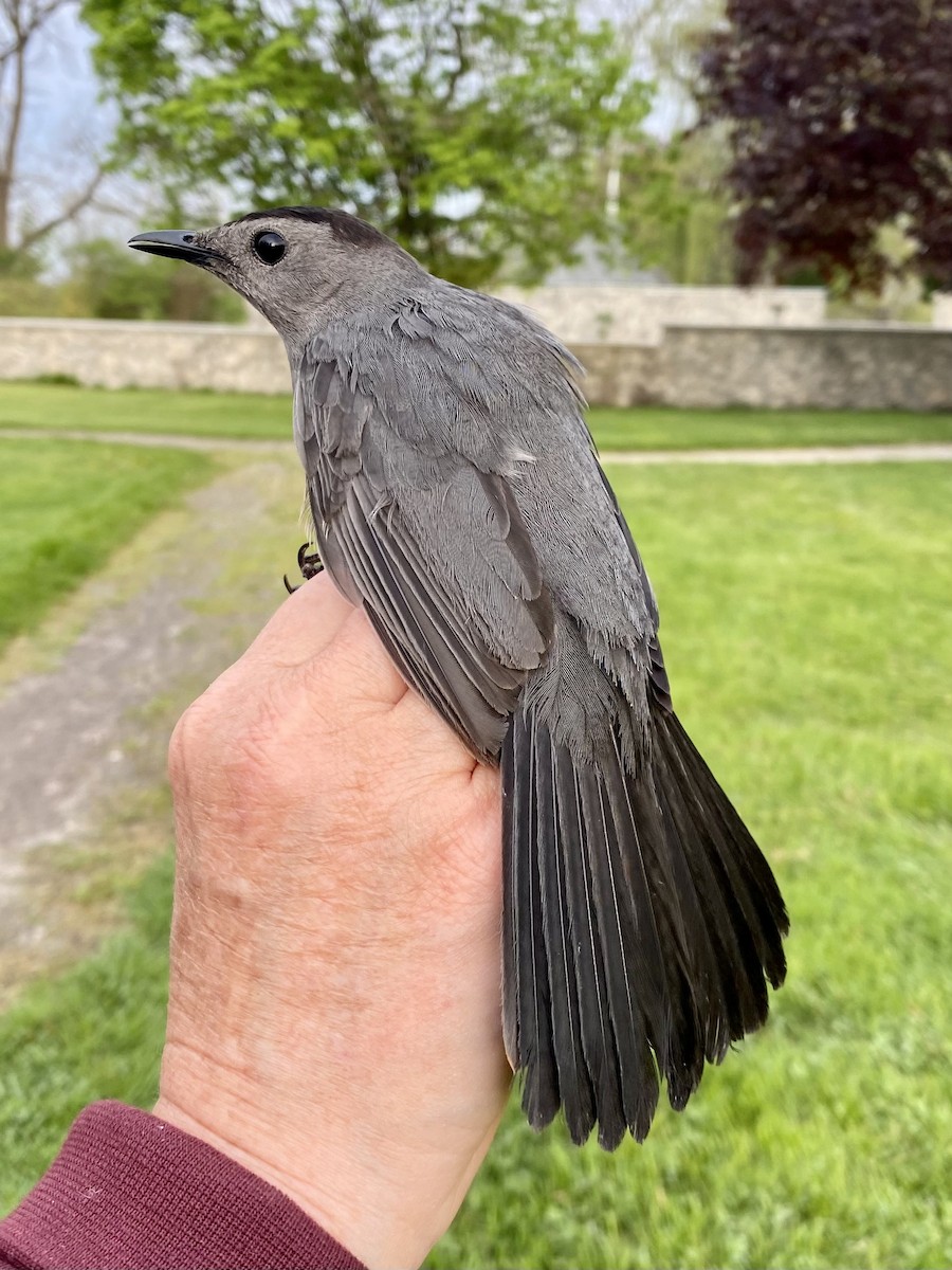 Gray Catbird - ML571438201