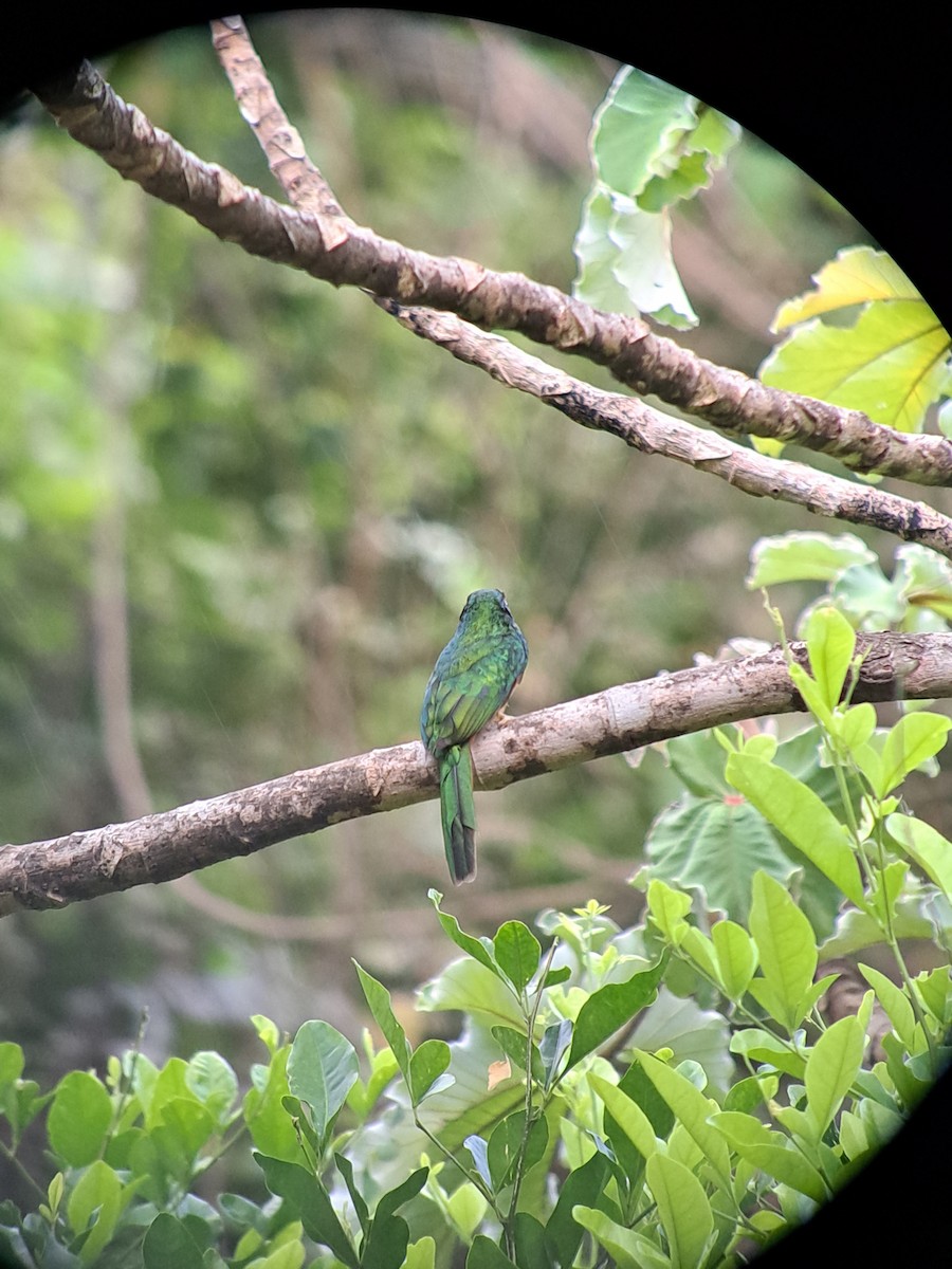 Rufous-tailed Jacamar - ML571438281
