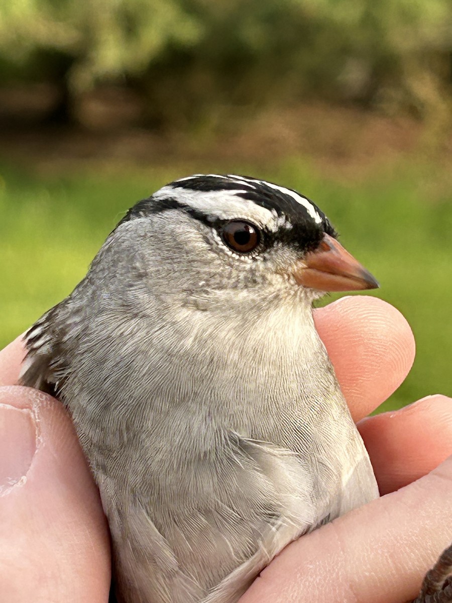White-crowned Sparrow (leucophrys) - ML571438461