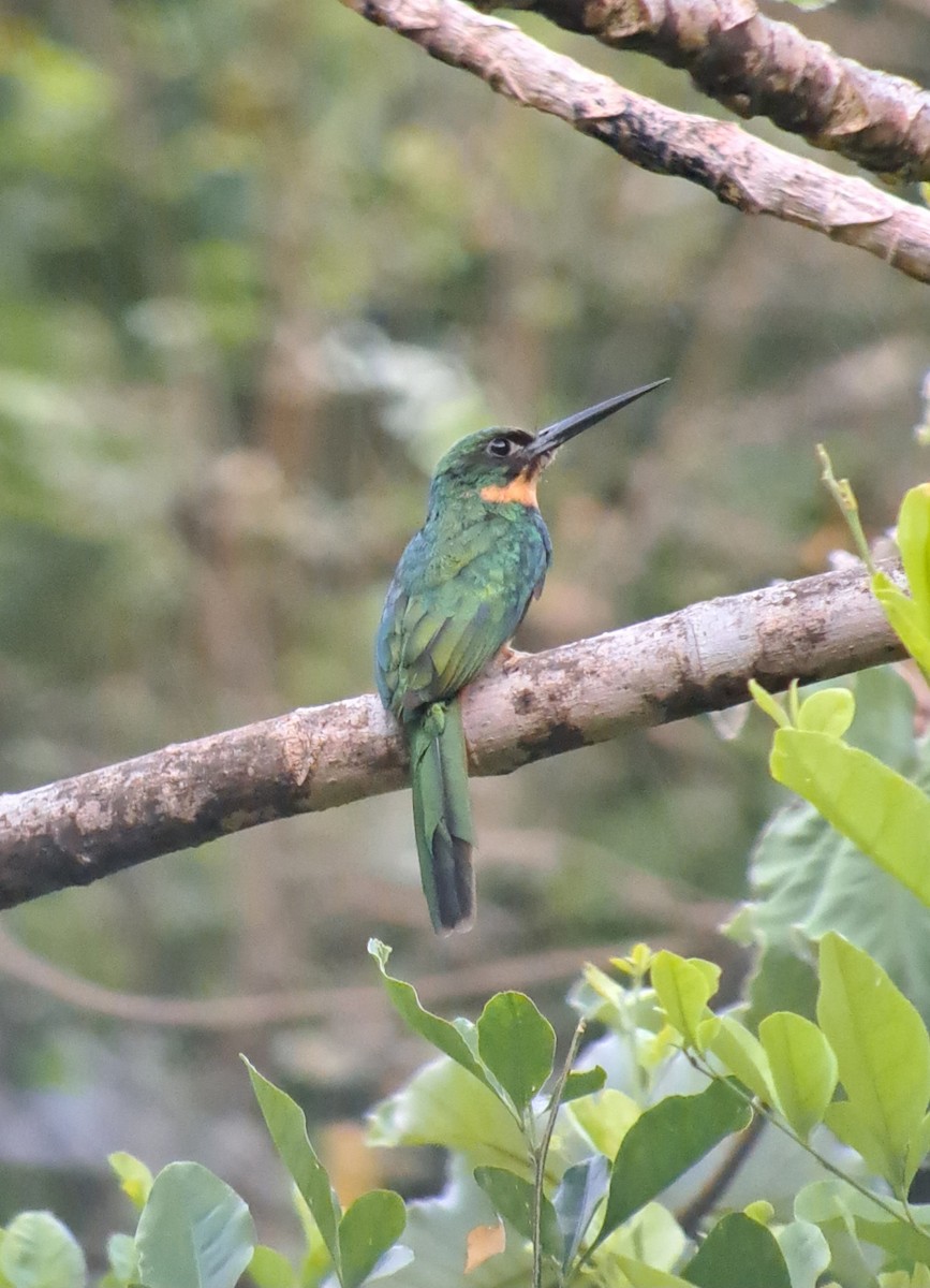 Rufous-tailed Jacamar - Tino Sanchez