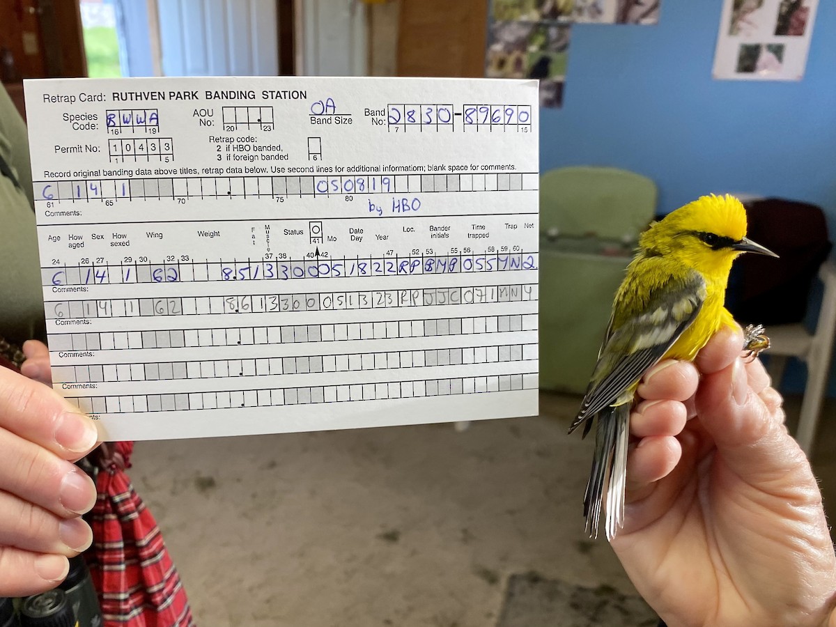 Blue-winged Warbler - ML571439141