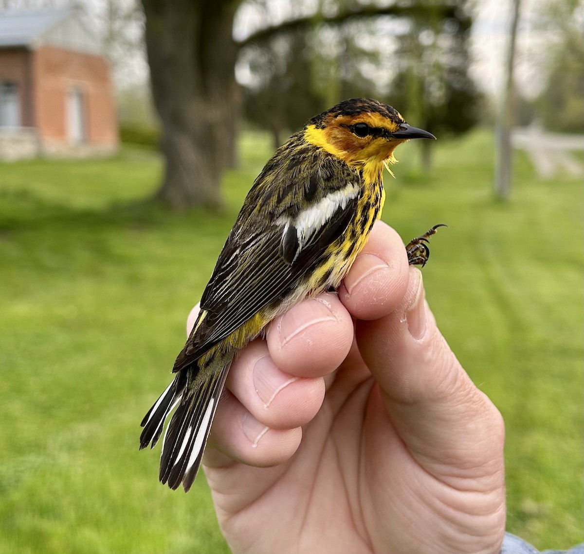 Cape May Warbler - ML571439711