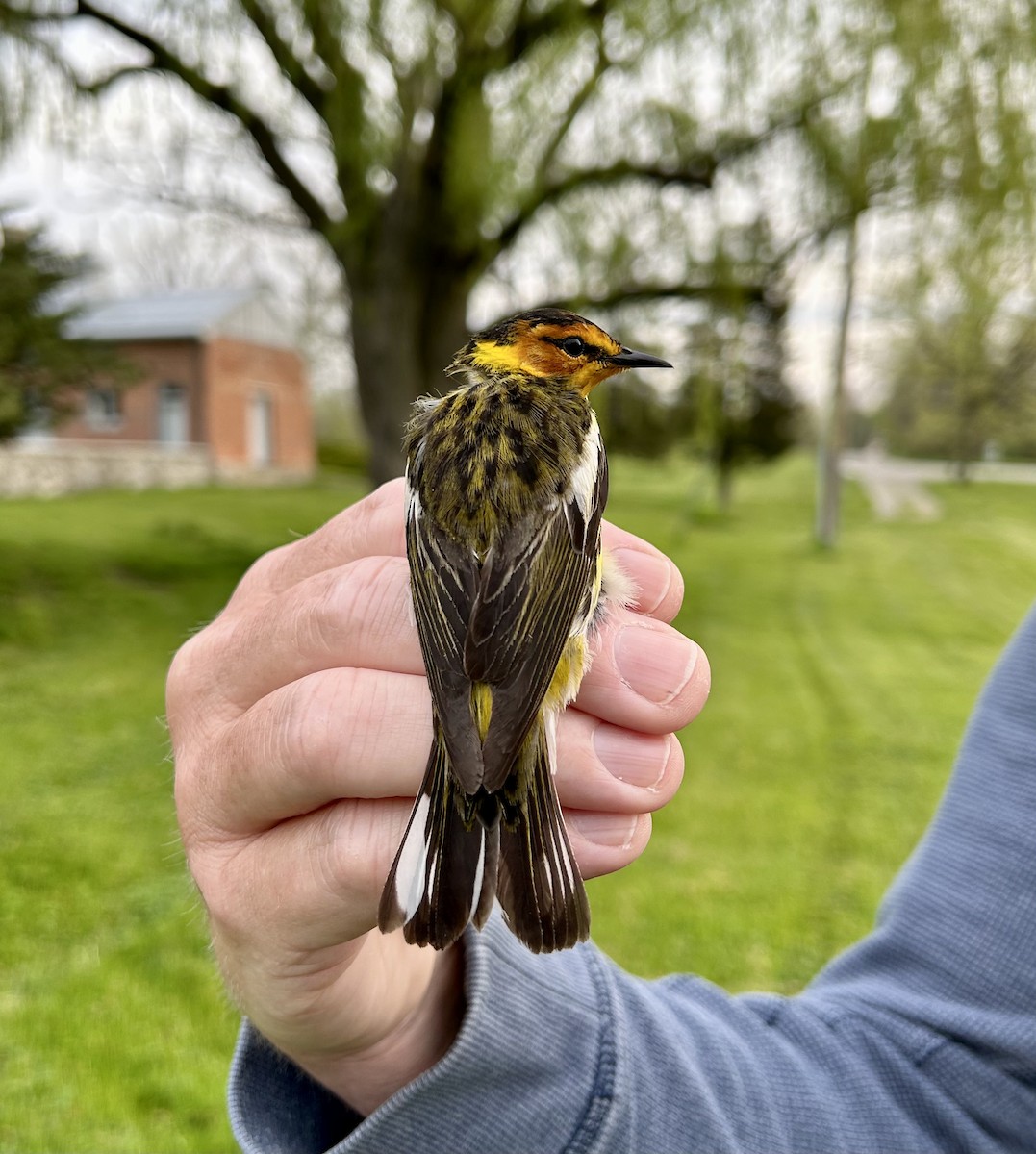 Cape May Warbler - ML571439721