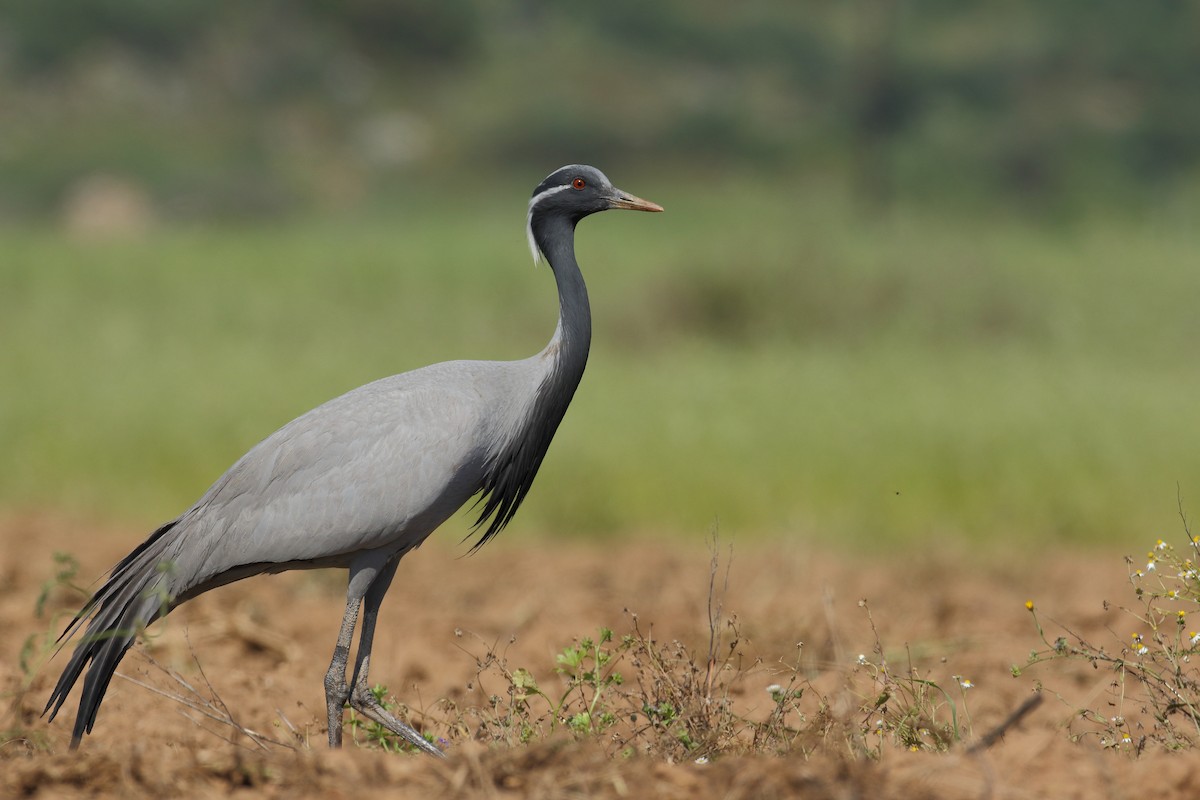 Demoiselle Crane - Thanasis Tsafonis