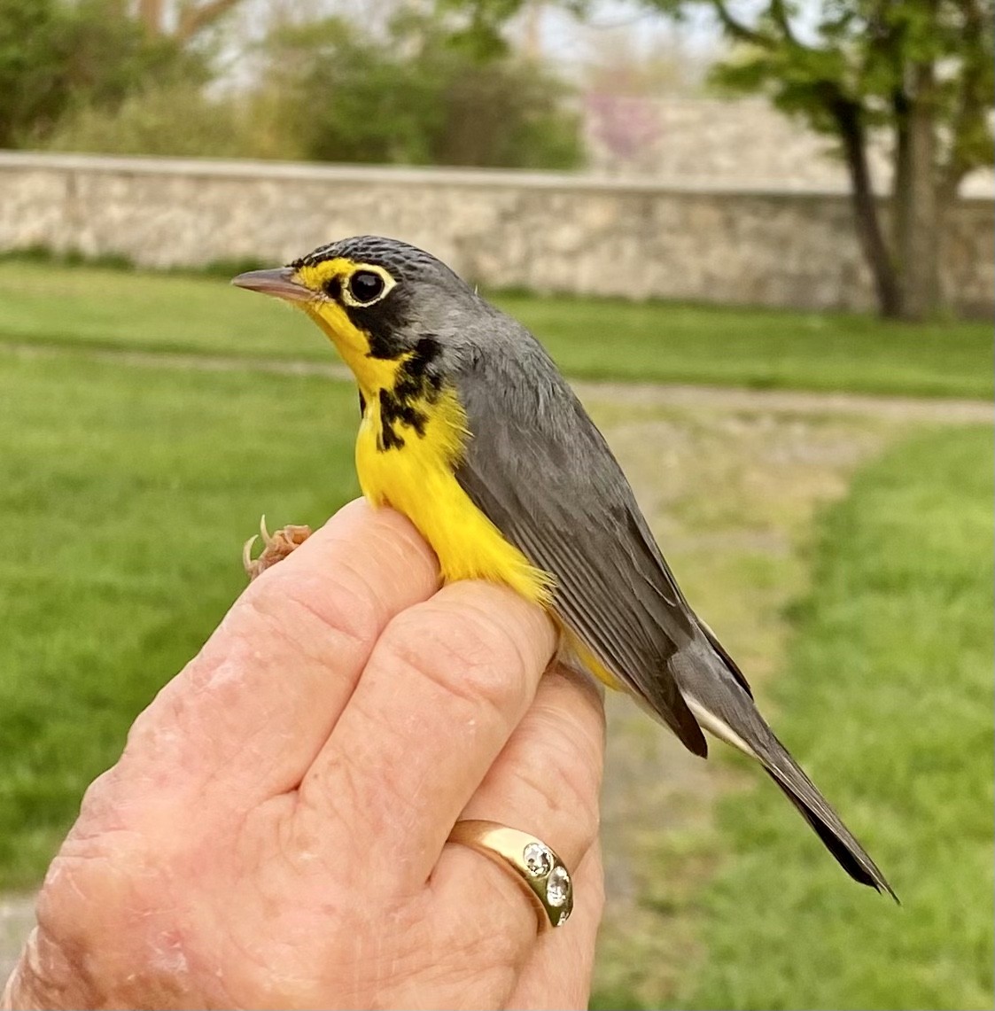 Canada Warbler - ML571439931