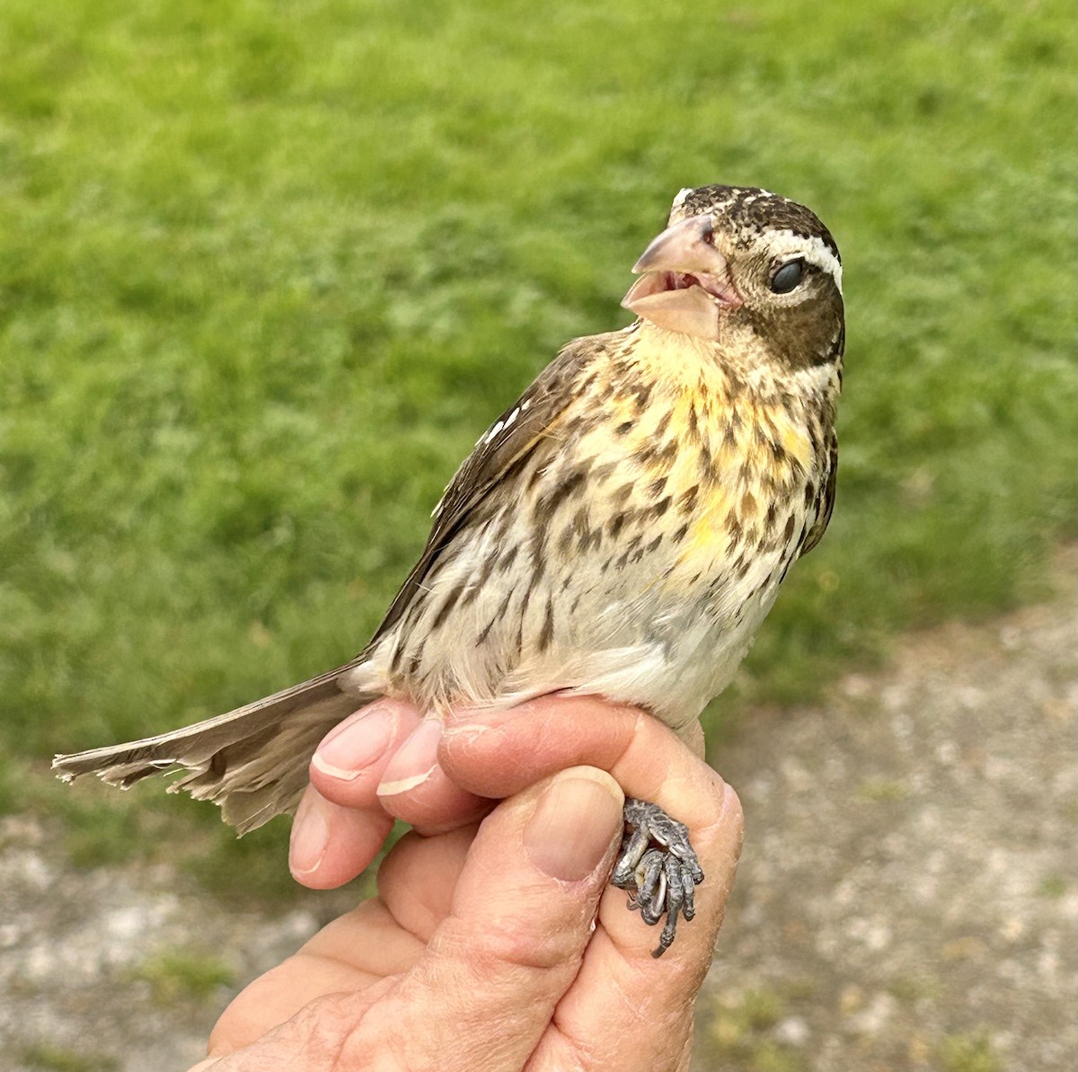 Rose-breasted Grosbeak - ML571440251