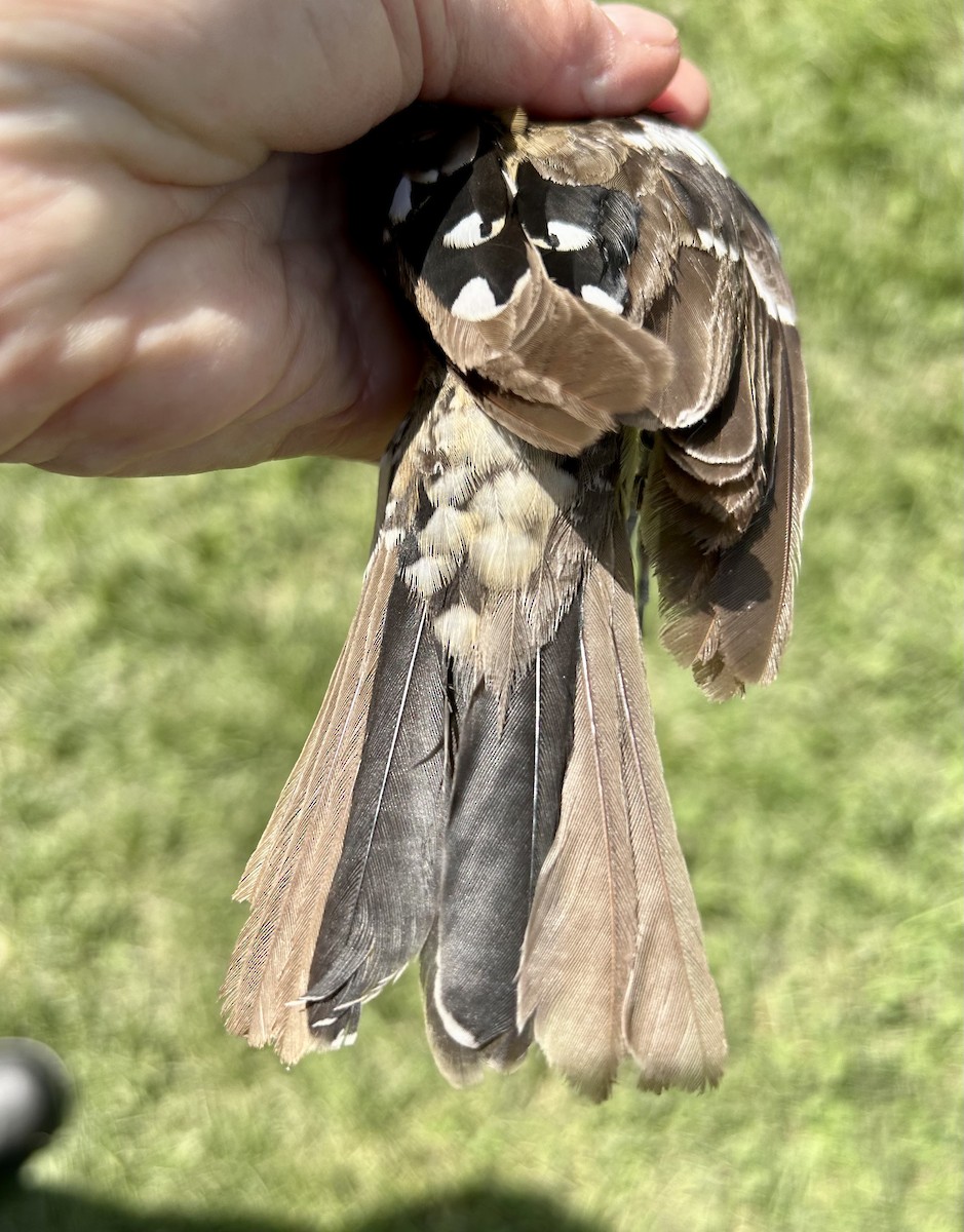 Rose-breasted Grosbeak - ML571440261