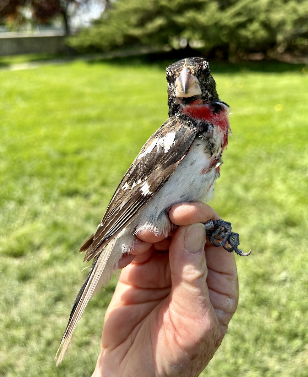 Rose-breasted Grosbeak - ML571440271