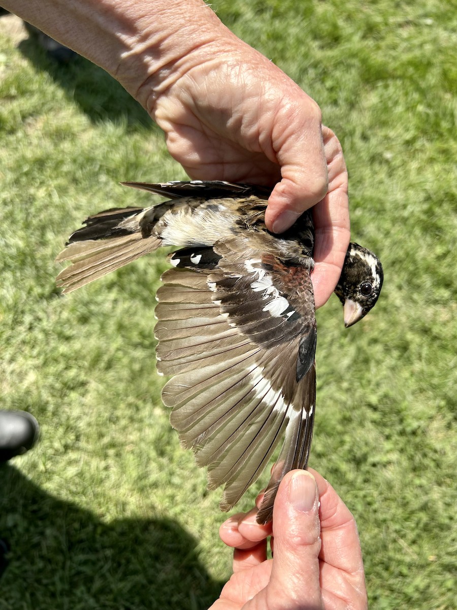 Rose-breasted Grosbeak - ML571440281