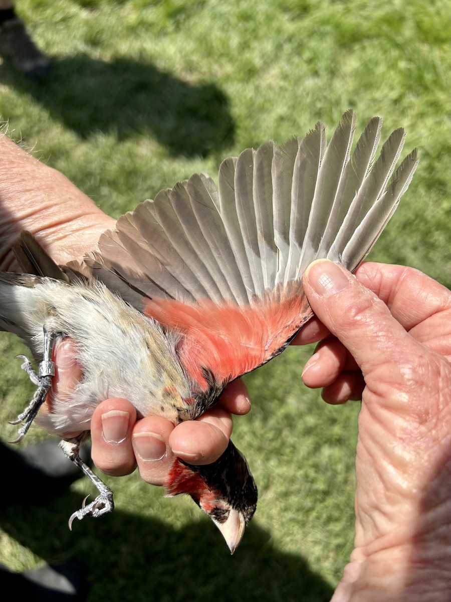 Rose-breasted Grosbeak - ML571440291