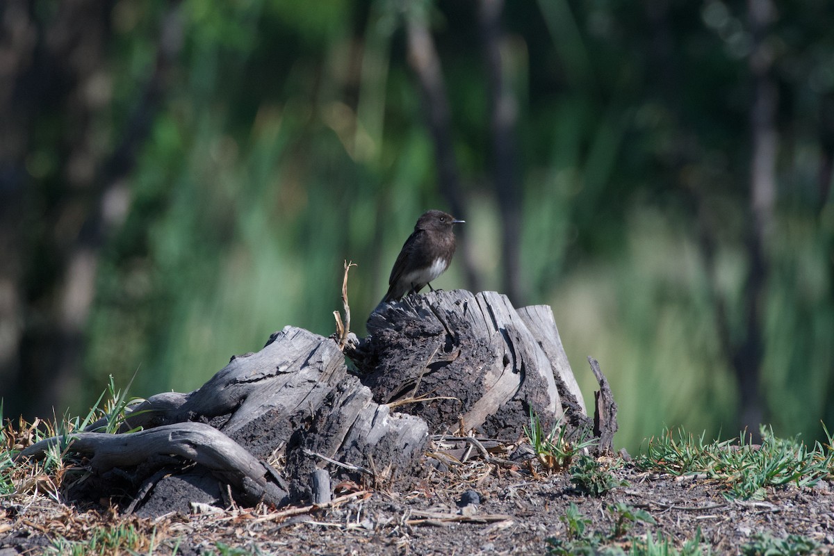 Black Phoebe - ML571440301