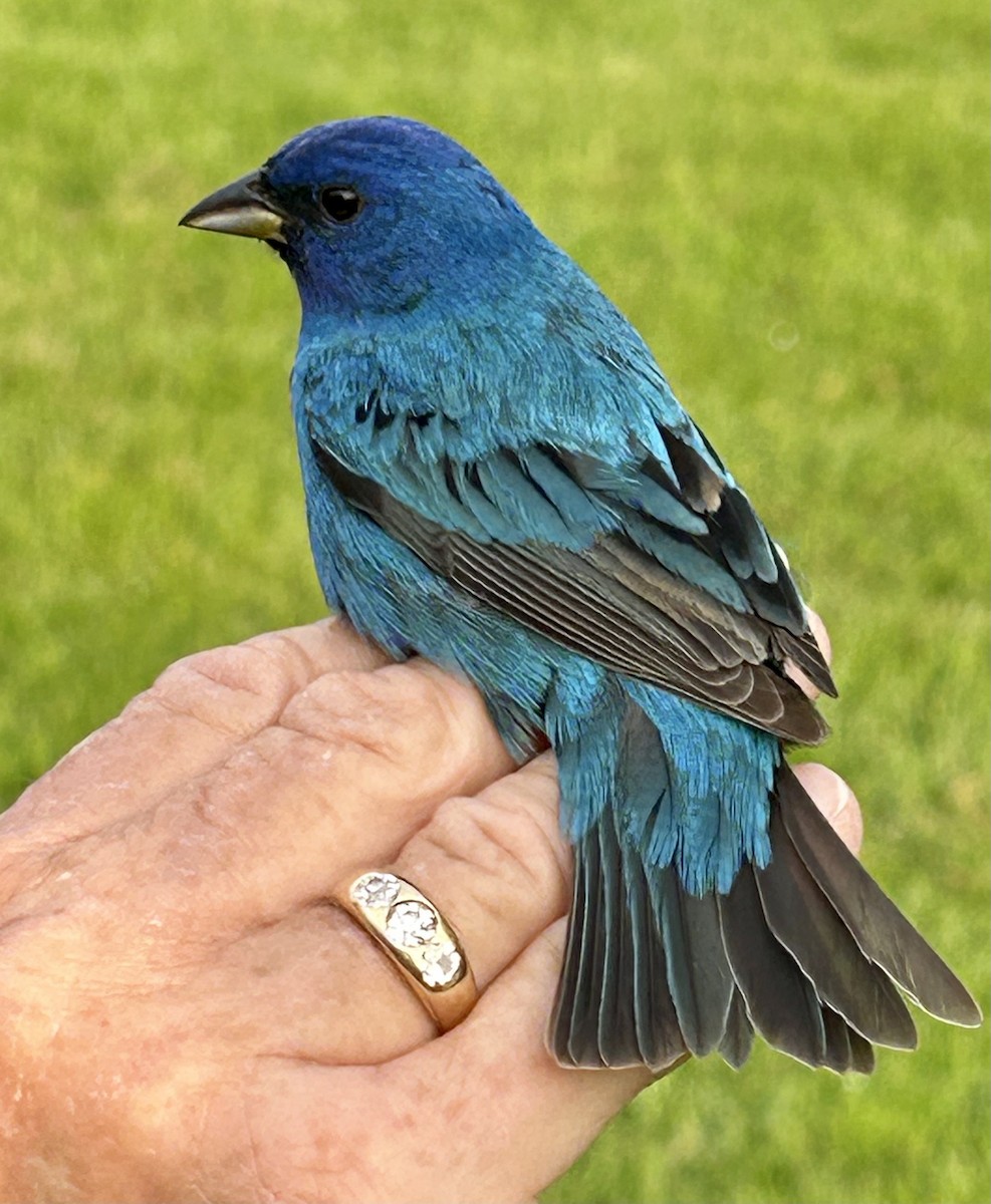 Indigo Bunting - ML571440611