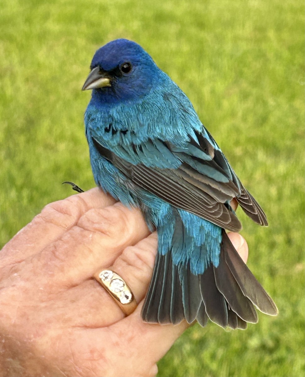 Indigo Bunting - ML571440631