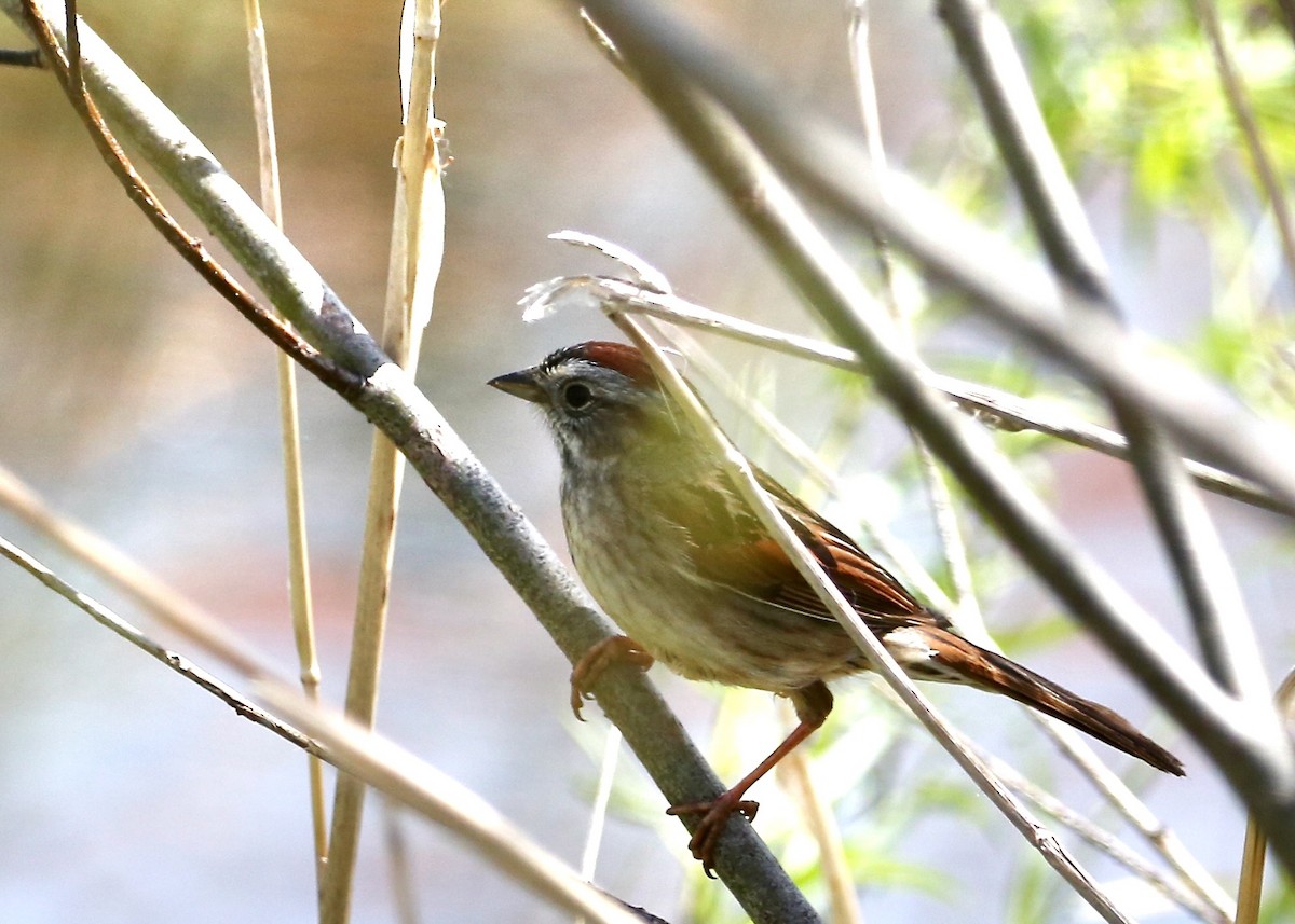 Swamp Sparrow - ML571441691
