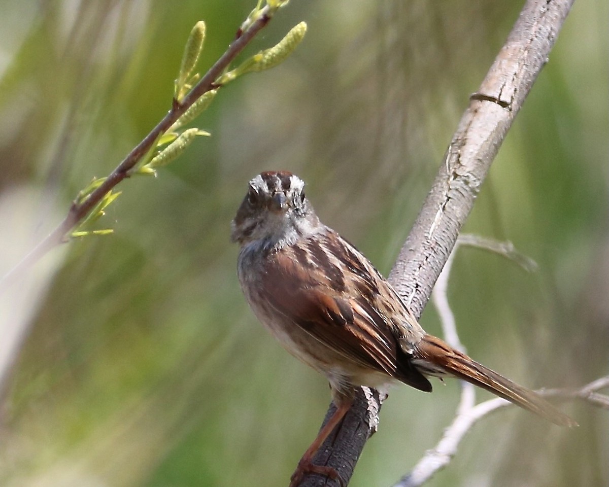 Swamp Sparrow - ML571441891