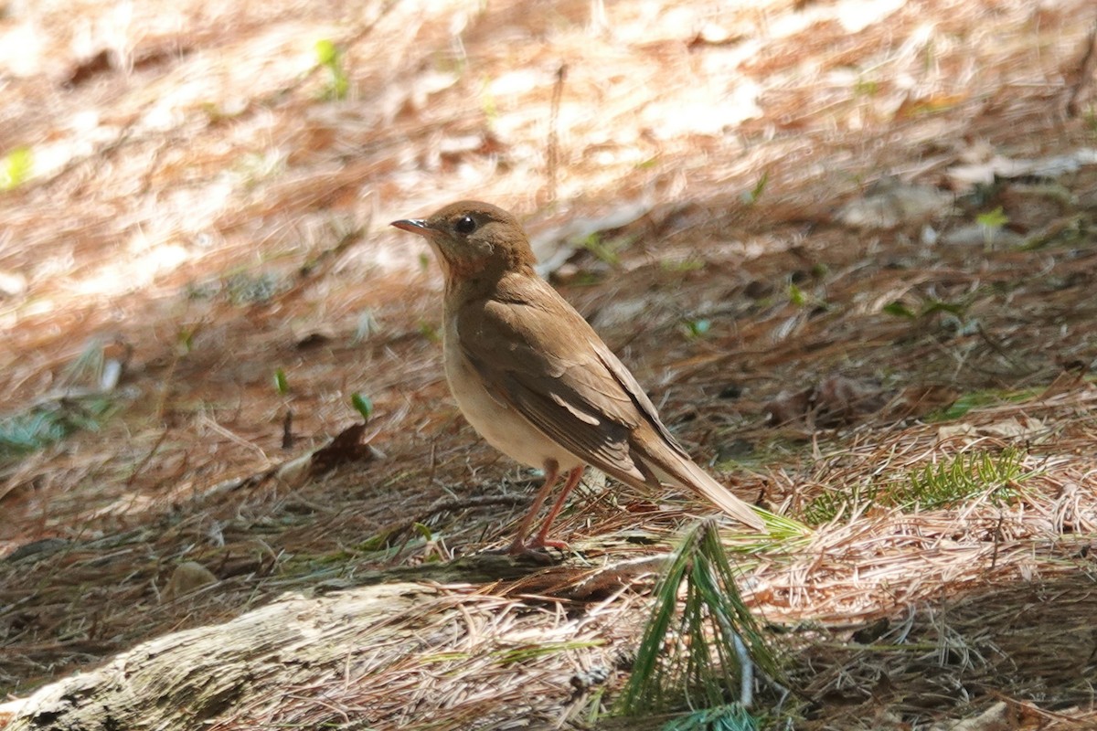 Veery - Carol Speck