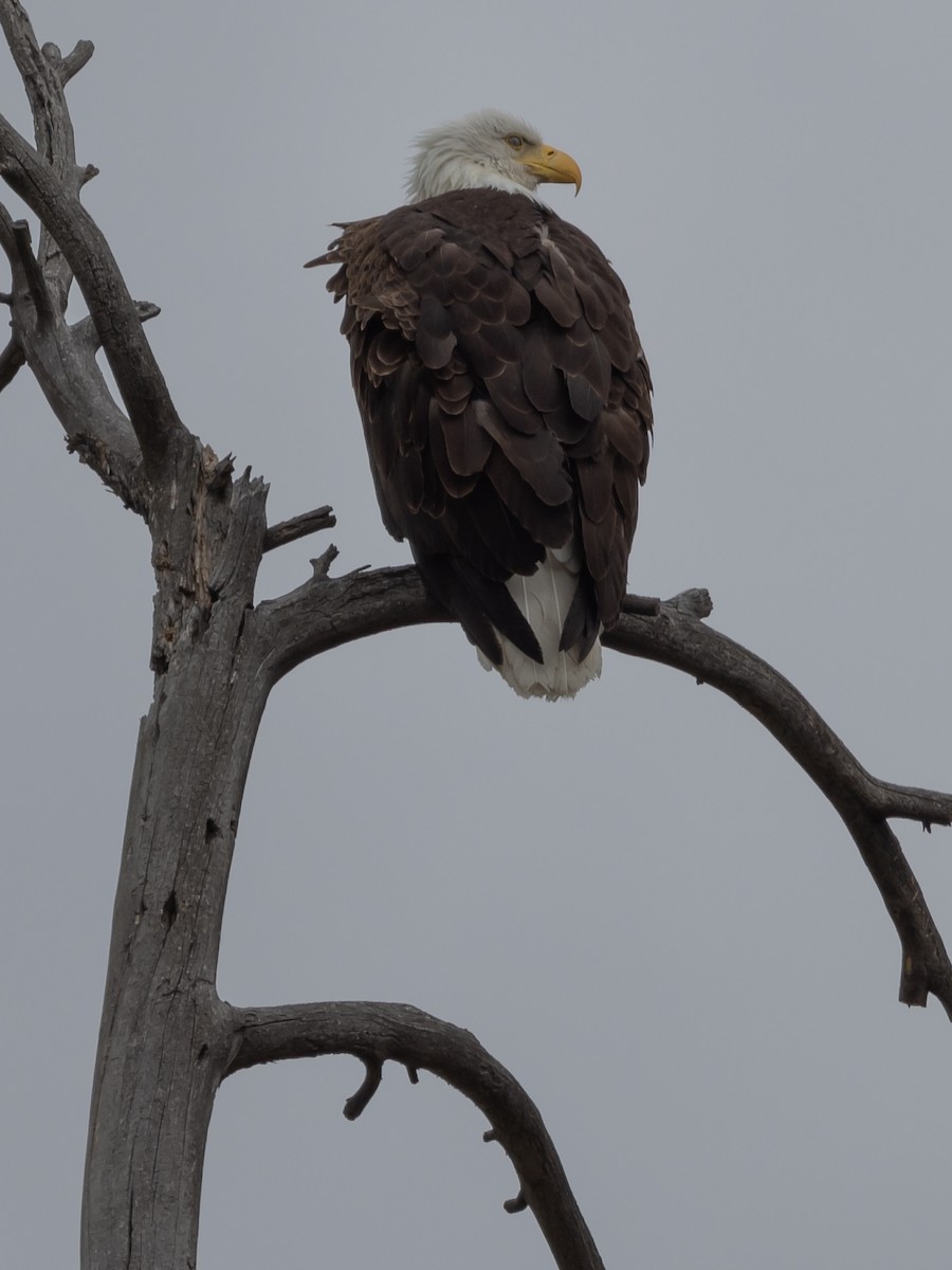 Bald Eagle - ML571444801