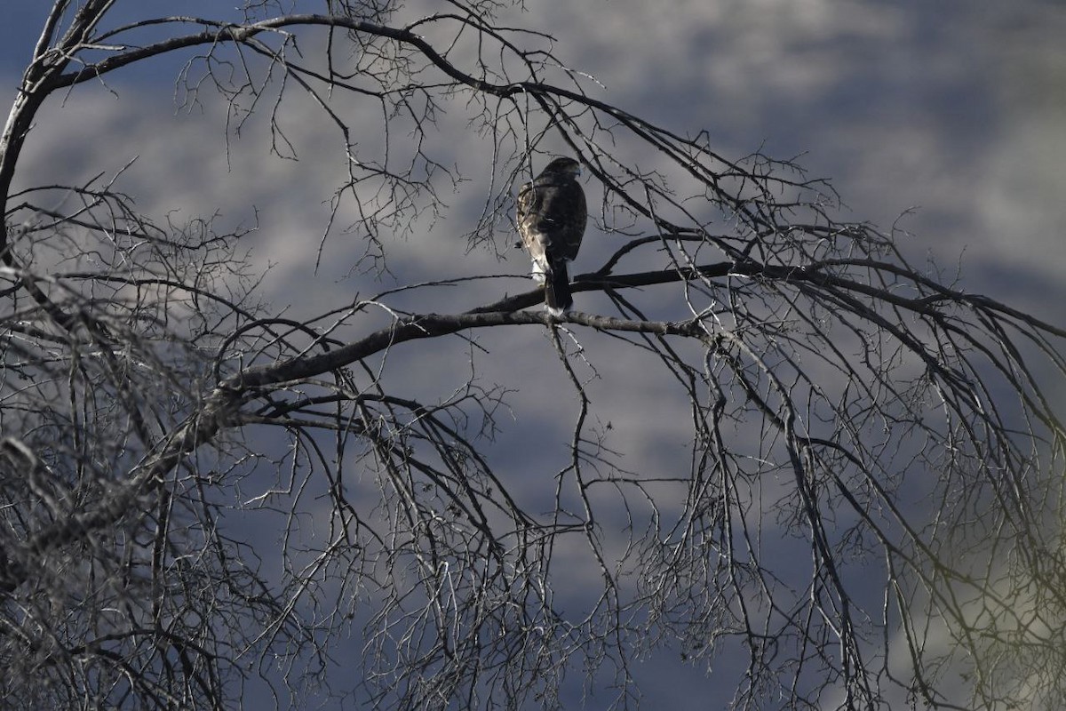 Harris's Hawk - ML571445291