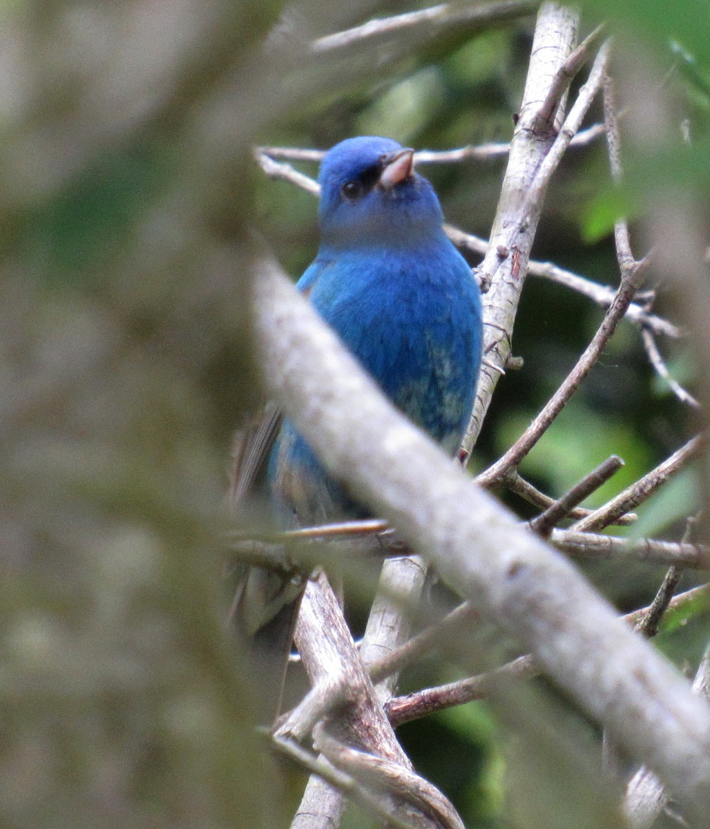 Passerin indigo - ML571445851