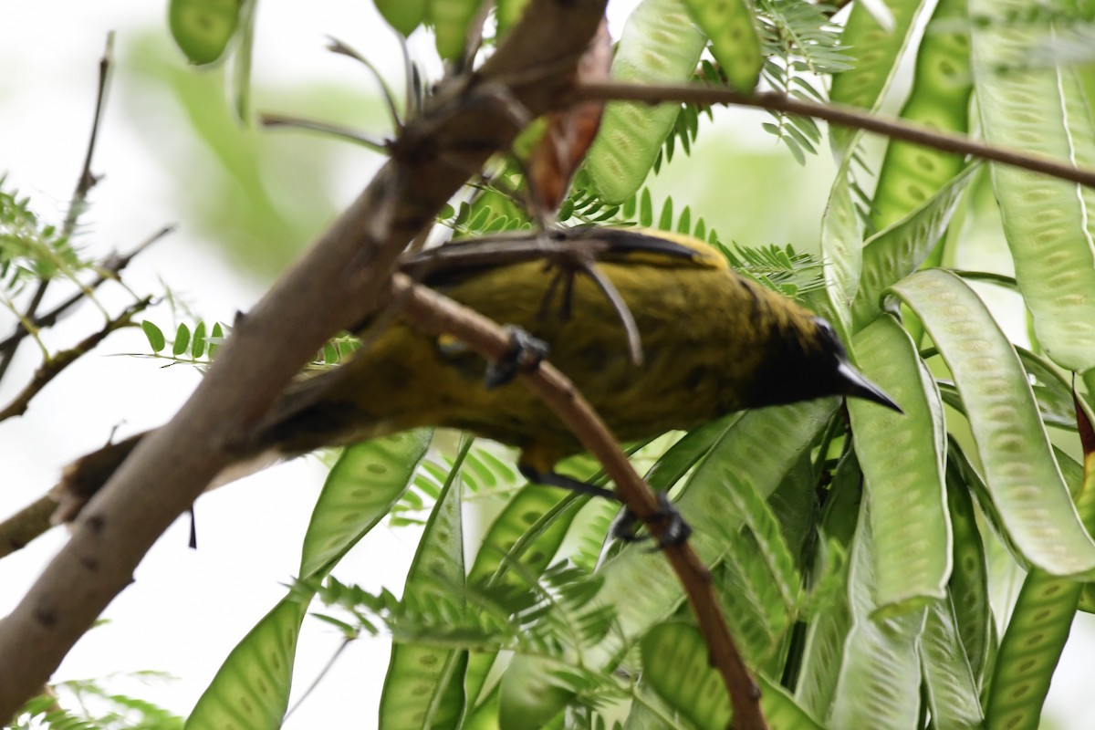 Cuban Oriole - ML571446711