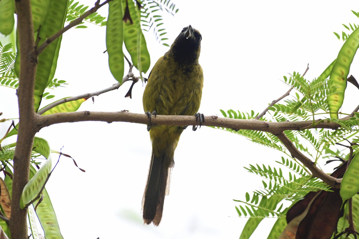 Cuban Oriole - ML571446721