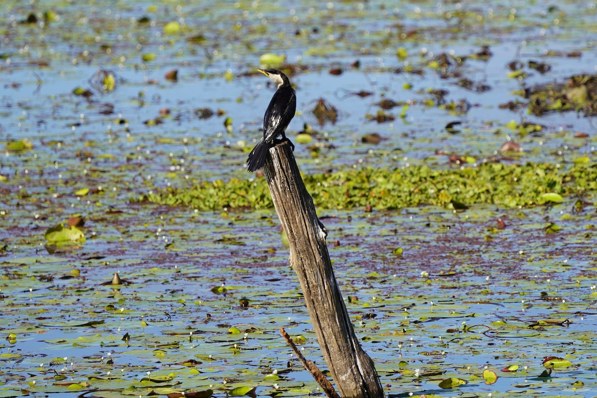 Cormorán Piquicorto - ML571447721