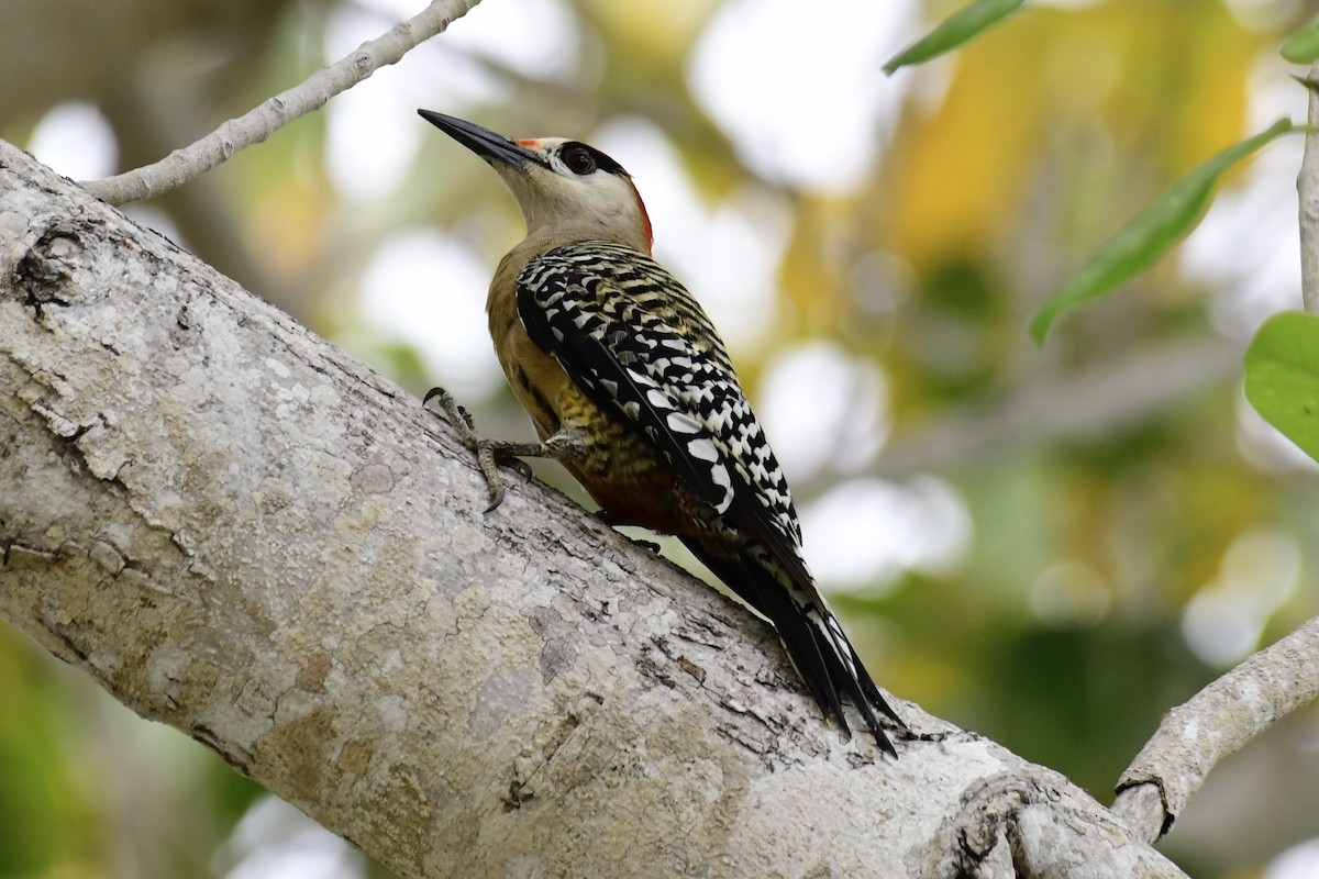 West Indian Woodpecker - ML571448571