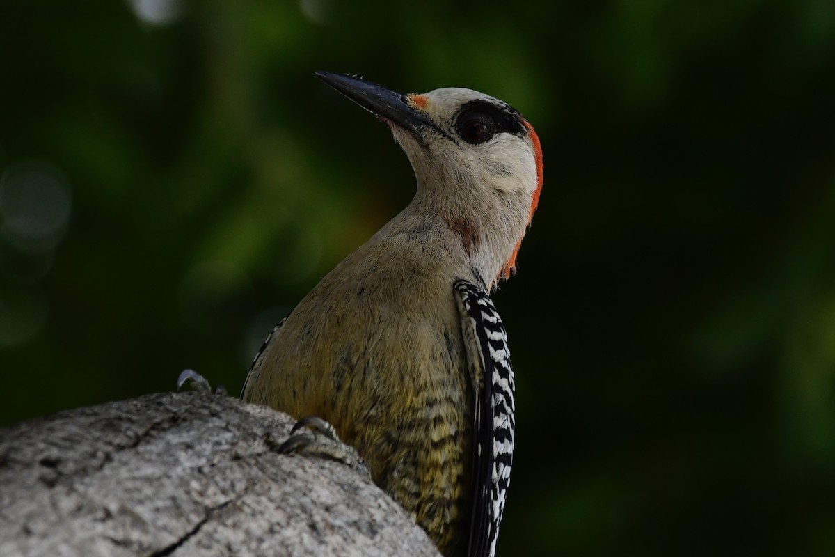 West Indian Woodpecker - ML571448581