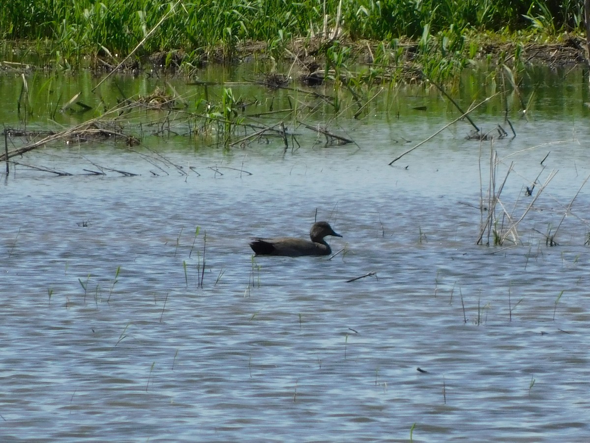 Gadwall - ML571449211