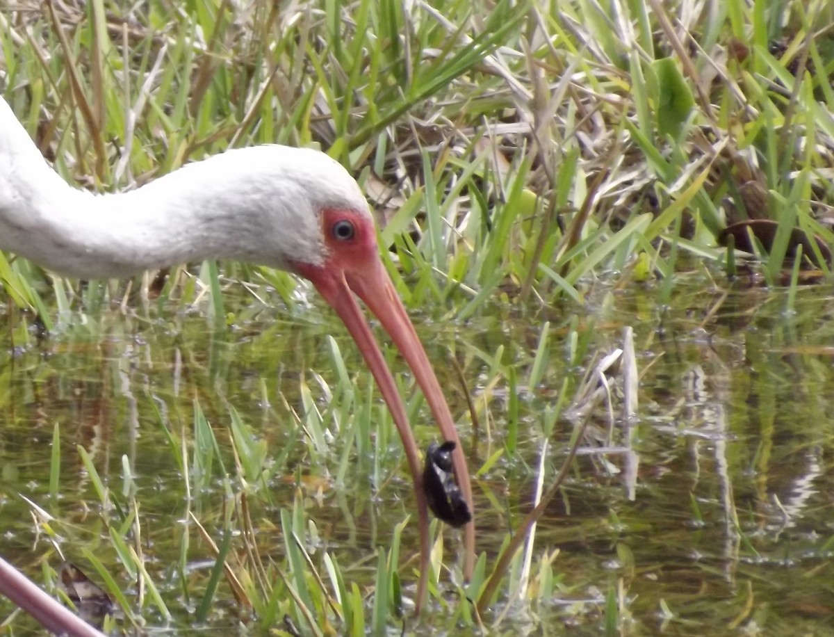 White Ibis - ML57144951