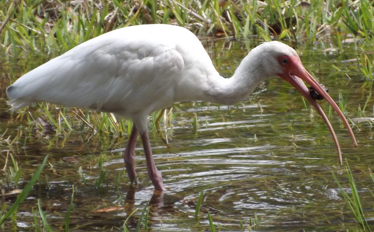 White Ibis - ML57144961