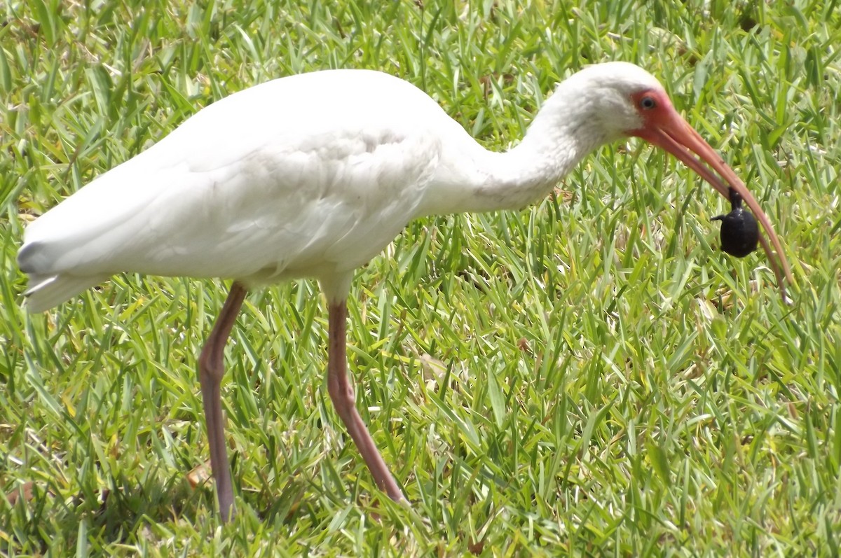 White Ibis - ML57144991