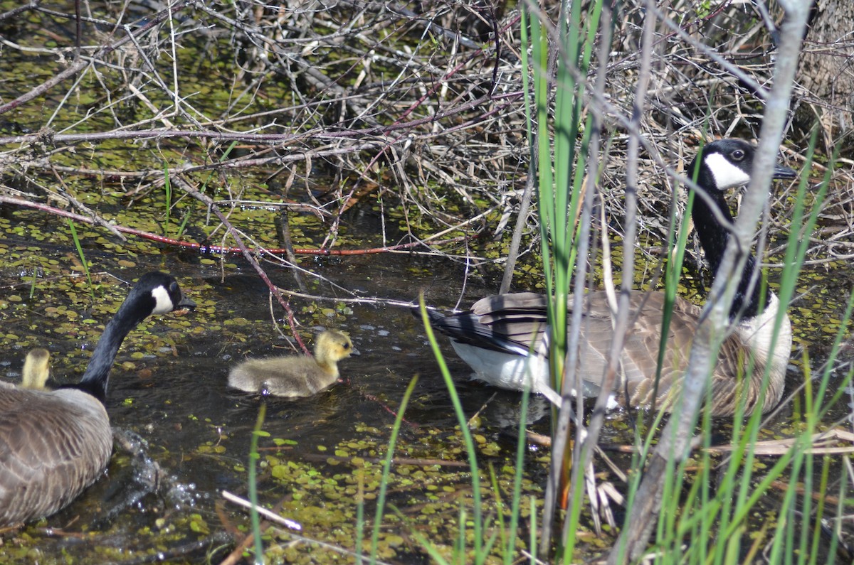 Canada Goose - ML571450221