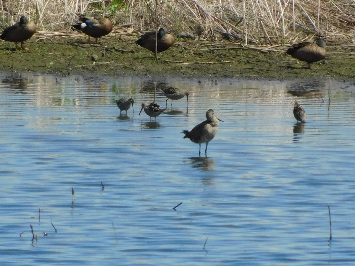 Hudsonian Godwit - ML571450301