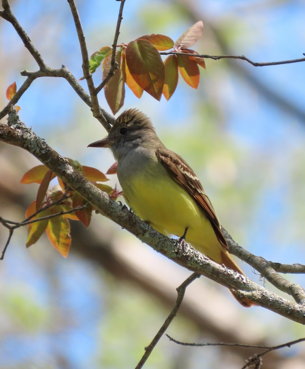 Great Crested Flycatcher - ML571450781