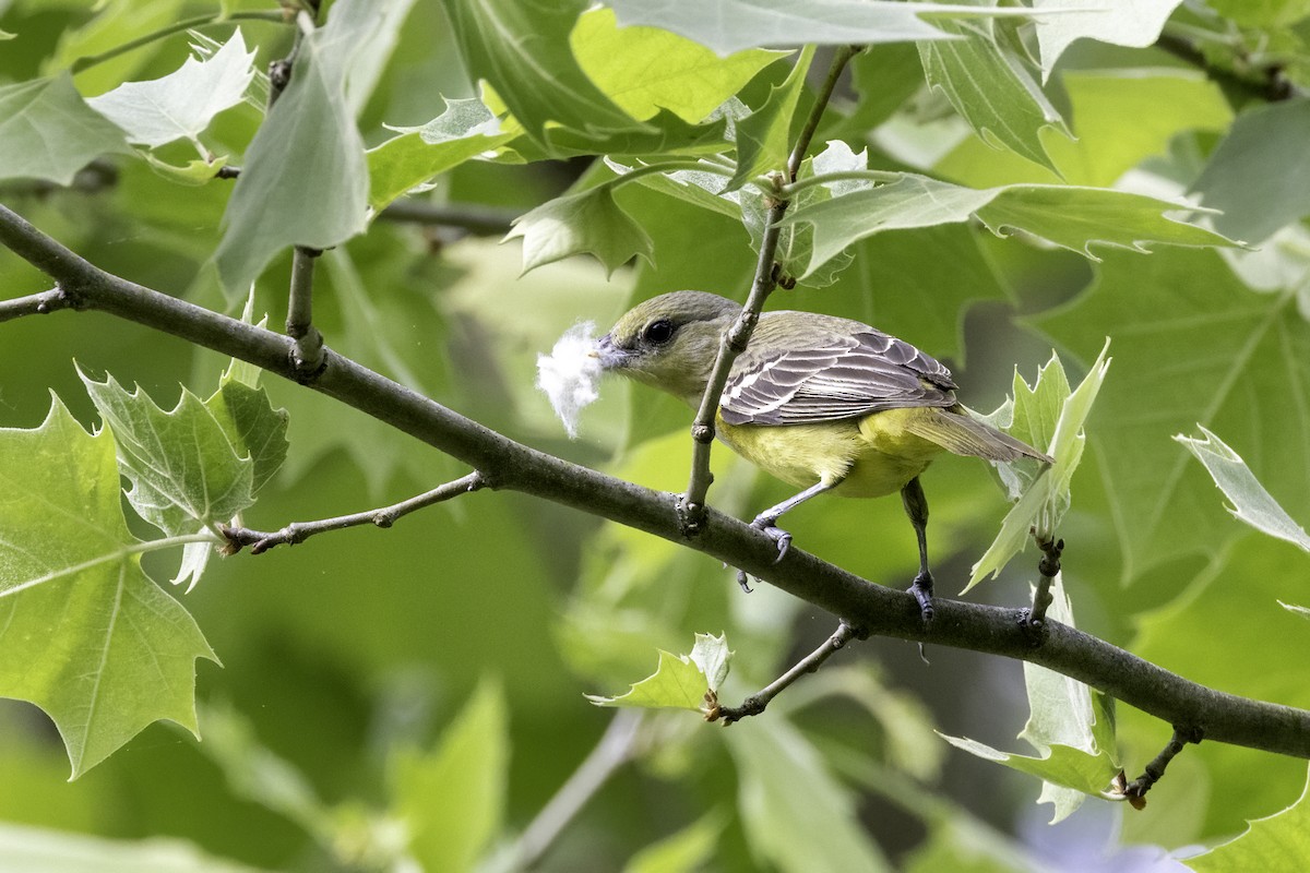 Orchard Oriole - ML571451531