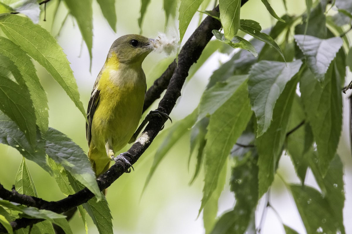Orchard Oriole - ML571451541