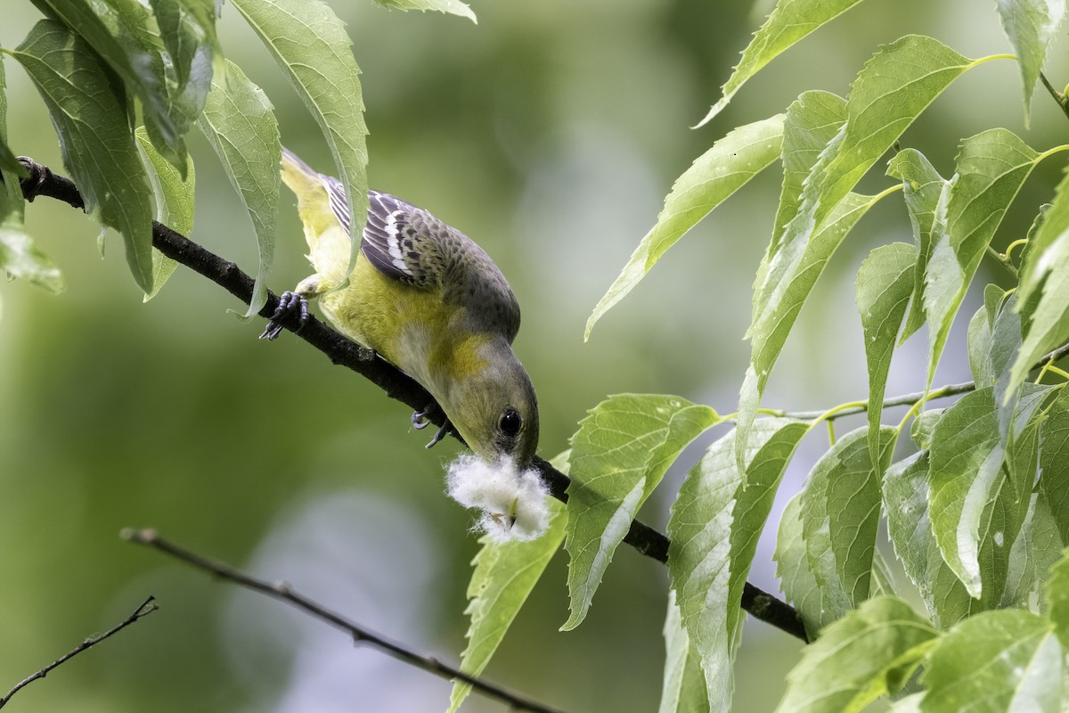 Orchard Oriole - ML571451551