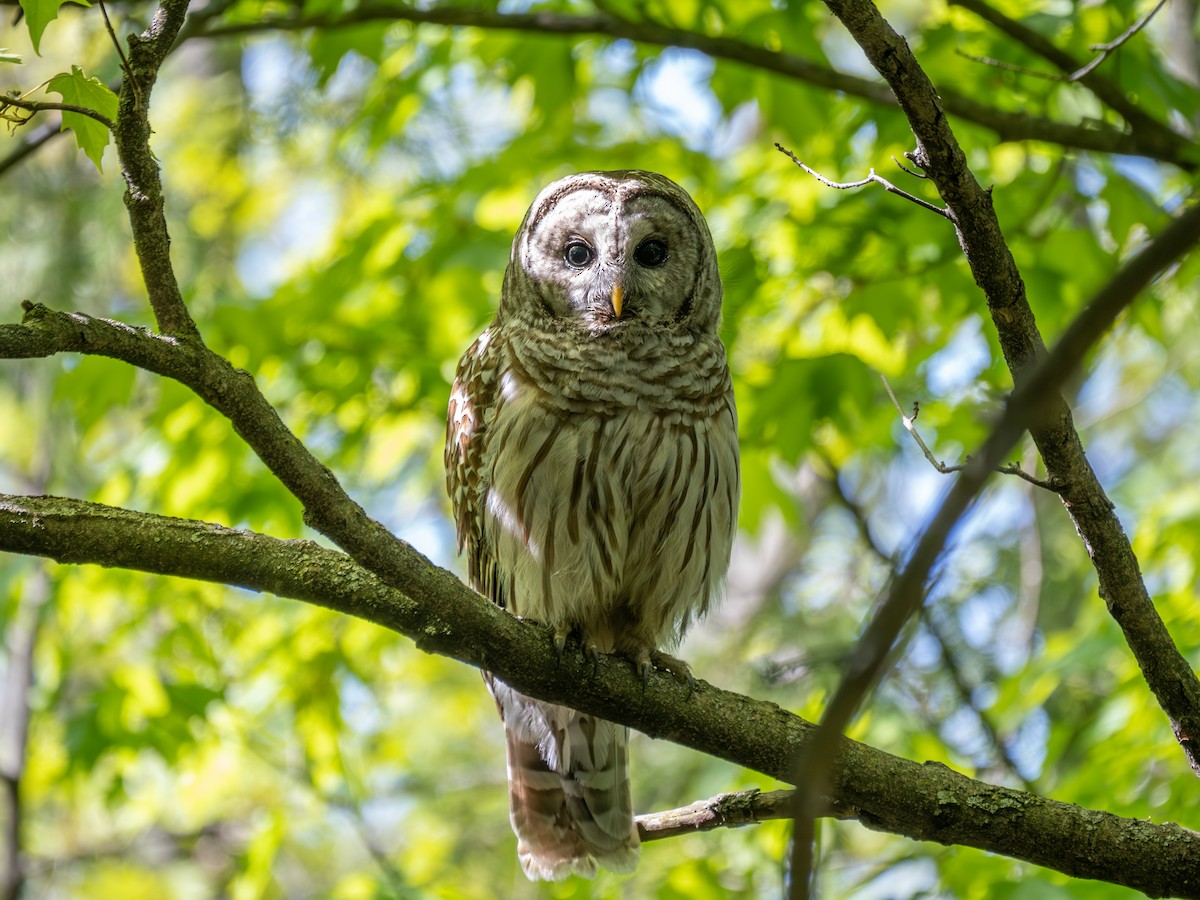 アメリカフクロウ - ML571452031
