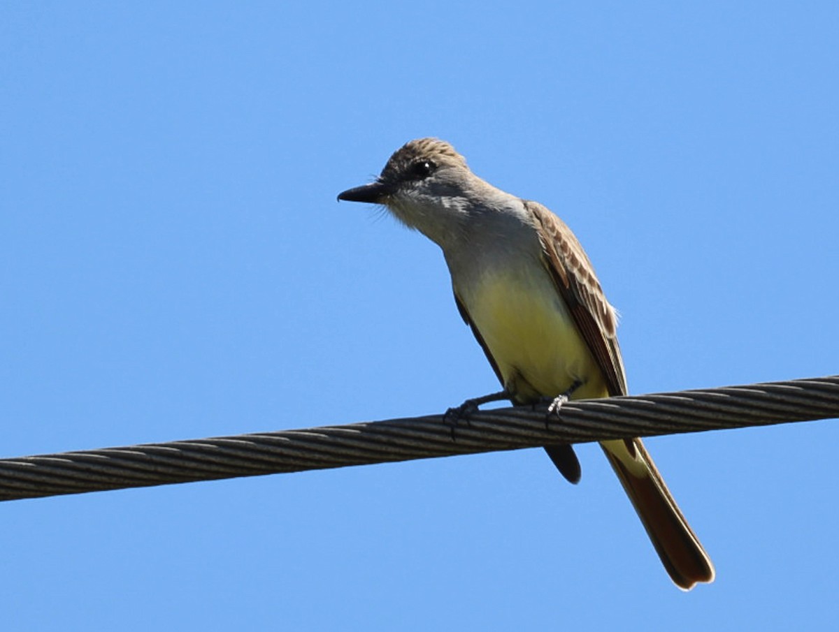 Brown-crested Flycatcher - ML571452151