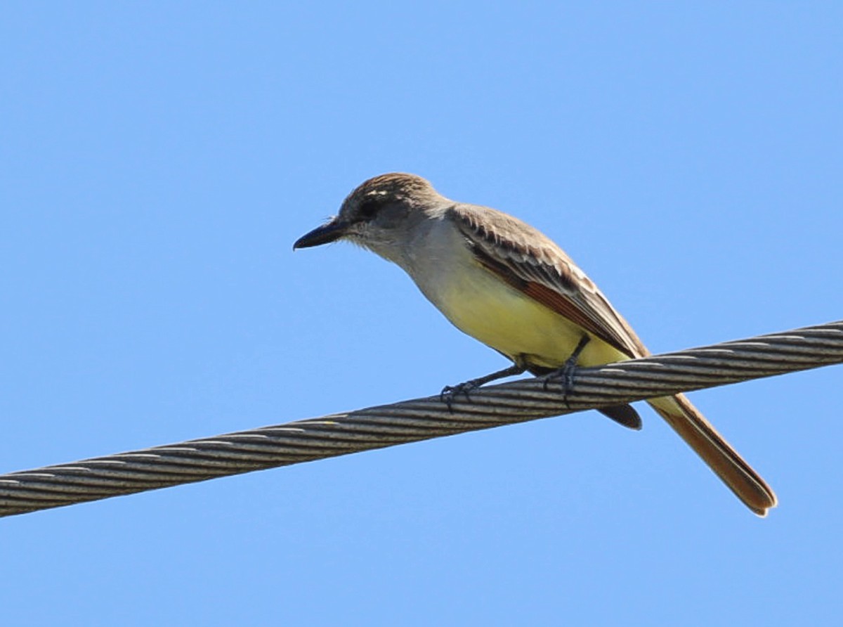 Brown-crested Flycatcher - ML571452171