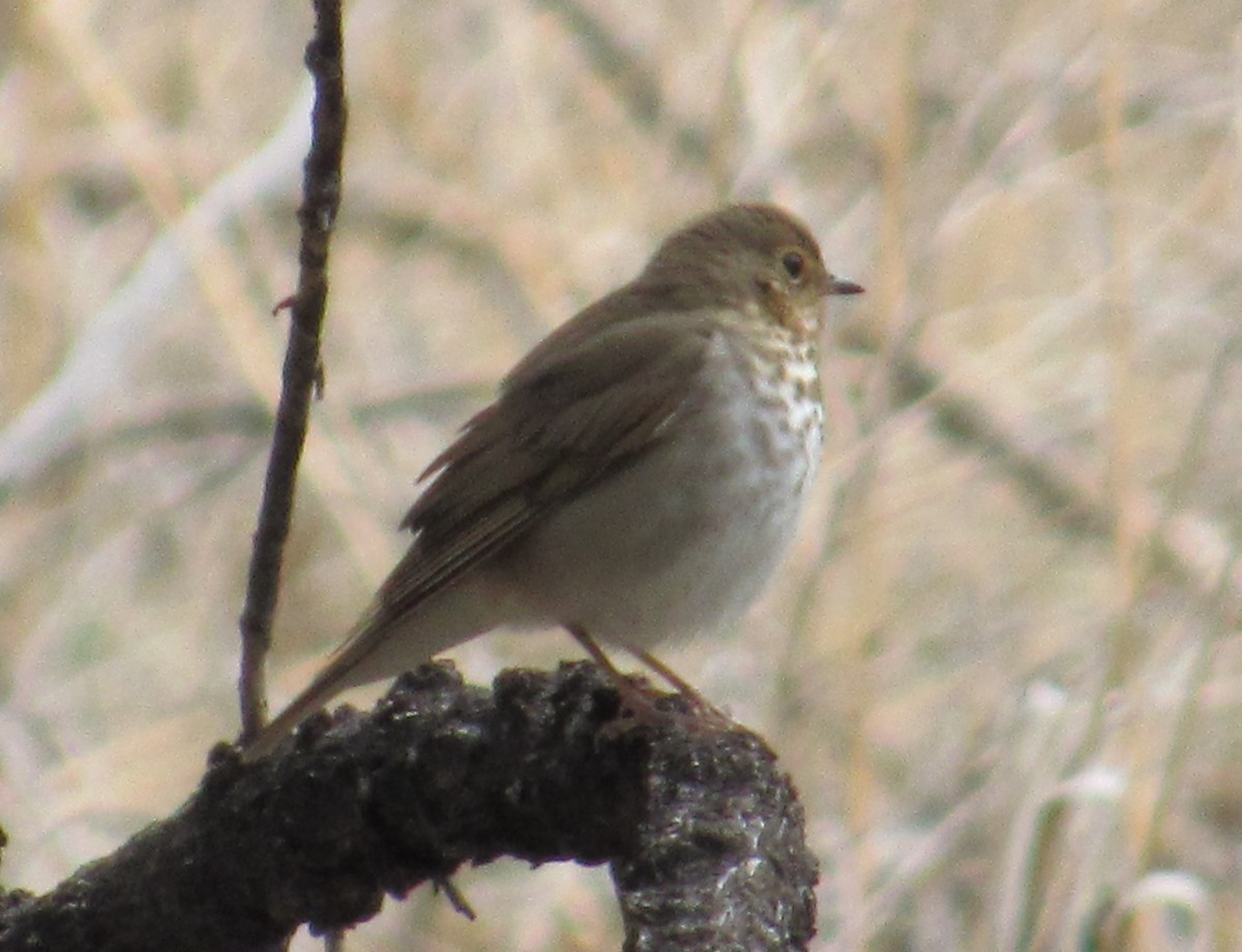 Swainson's Thrush - Al Garner