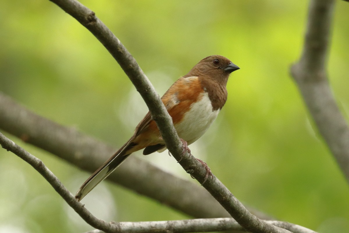 Eastern Towhee - ML571453981