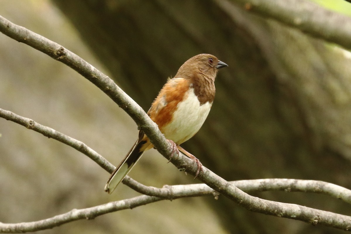 Eastern Towhee - ML571454011